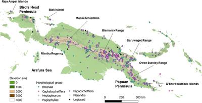 Reconstructing the Complex Evolutionary History of the Papuasian Schefflera Radiation Through Herbariomics